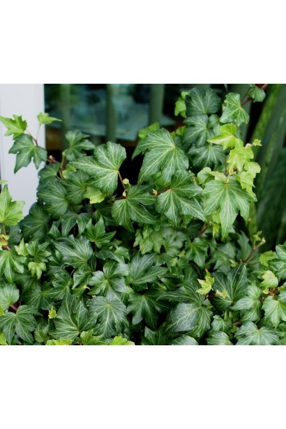 Hedera helix Green Ripple